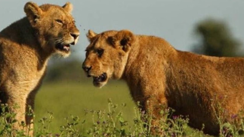 5 Days Lodge Safari 1