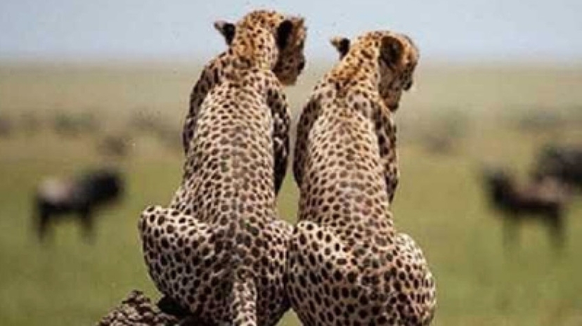 5 Days Lodge Safari 2