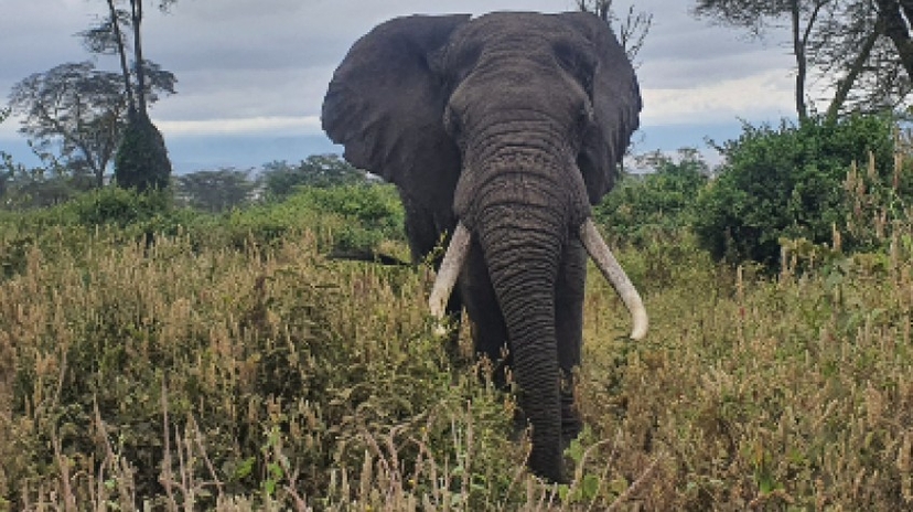 5 Days Lodge Safari 3