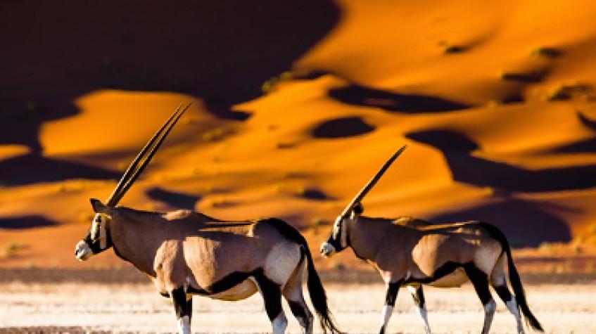 8 Days Sossusvlei, Swakop, Twyfelfontein & Etosha (Camping) 8 Days Sossusvlei, Swakop, Twyfelfontein & Etosha (Camping)
