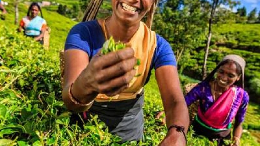 3 Days Hill Country Tour of Sri Lanka 1