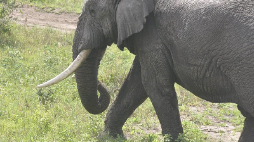 3 Days Tanzania Best Safari 3 Days Tanzania Best Safari