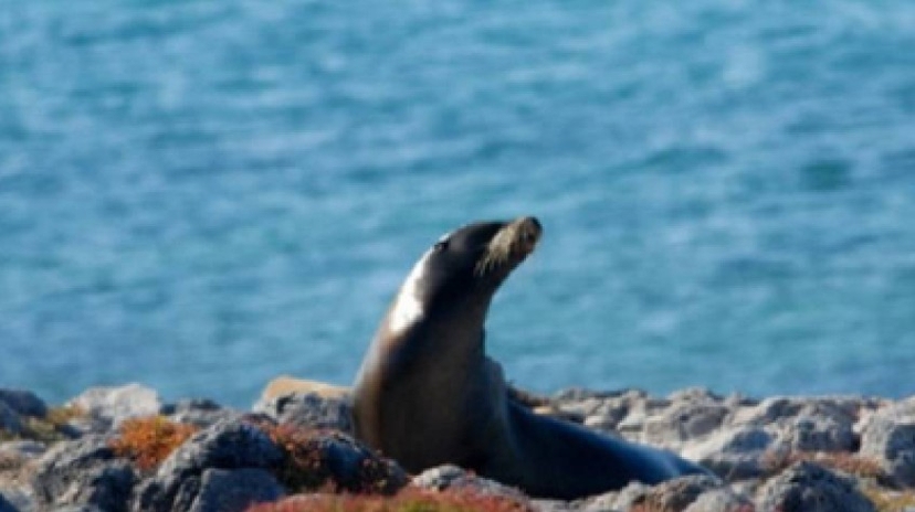 Ultimate Galapagos 6 Days Tour 2