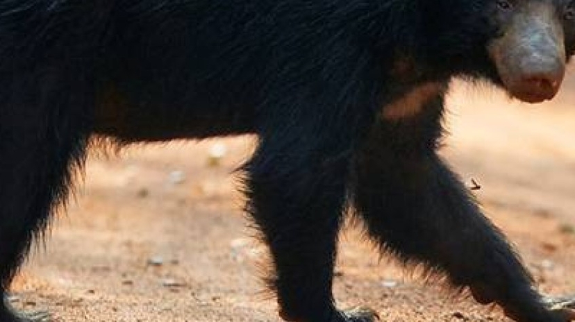 3 Days Tour to Vedda Village & Gal Oya National Park 3