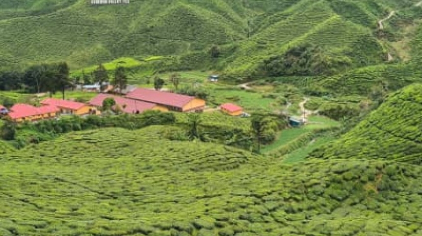 P 56 2D 1N Tour Kuala Lumpur - Cameron Highlands - Penang Drop Off 3