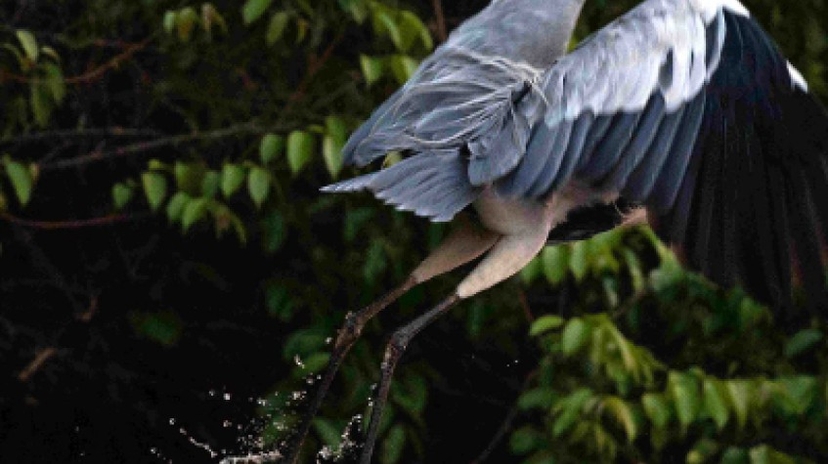 4 Days Tambopata - Sandoval Lake - Chuncho Macaw Clay Lick 2