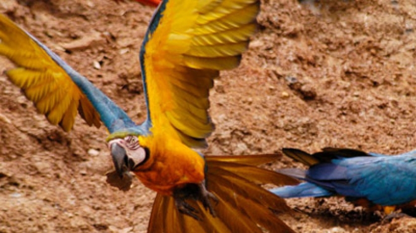 4 Days Tambopata - Sandoval Lake - Chuncho Macaw Clay Lick 4