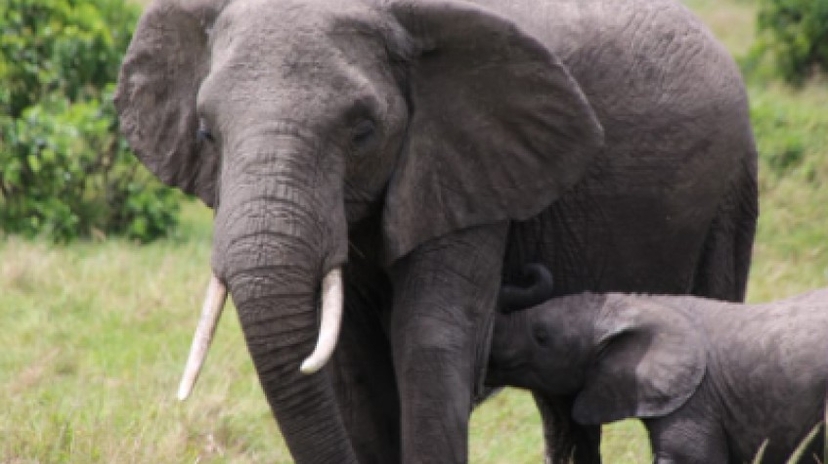 7 Days Bush Safari 2