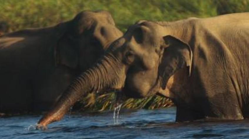 Overnight Adventure Tour to Gal Oya National Park With Return Transfers Overnight Adventure Tour to Gal Oya National Park With Return Transfers