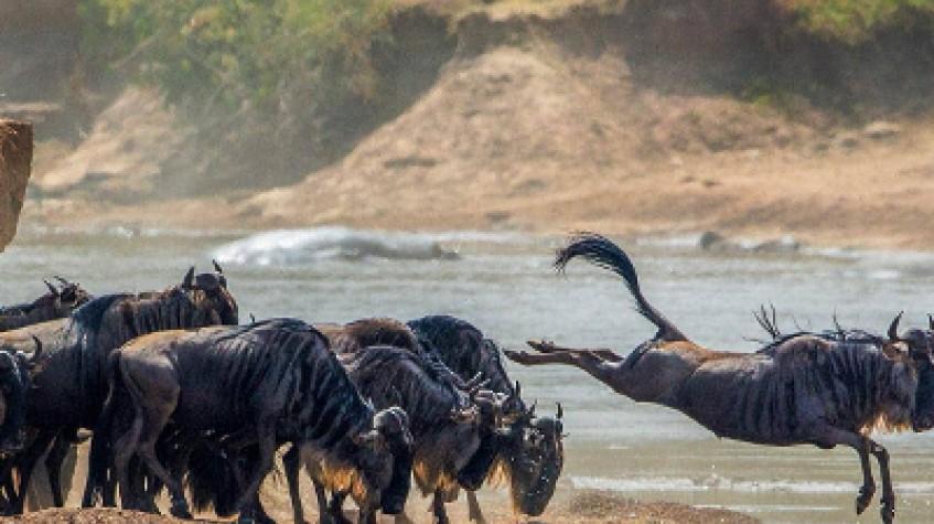 5 Days Safari Tarangire National Park, Serengeti National Park and Ngorongoro Crater 5 Days Safari Tarangire National Park, Serengeti National Park and Ngorongoro Crater