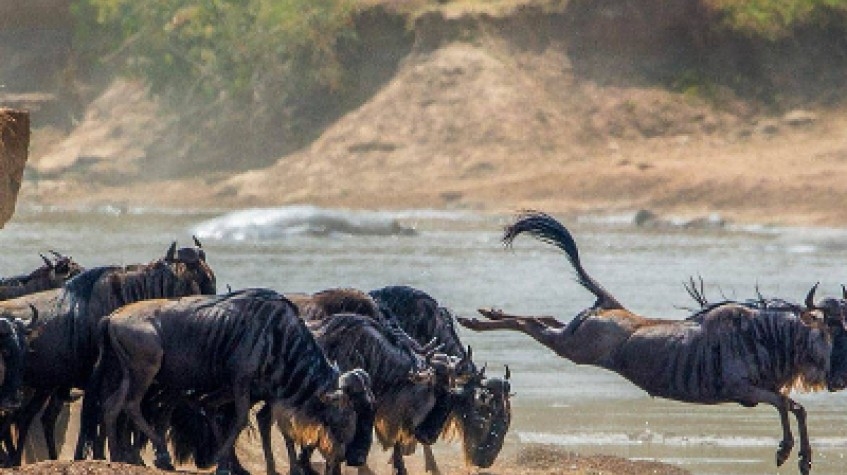 5 Days Safari Tarangire National Park, Serengeti National Park and Ngorongoro Crater 1