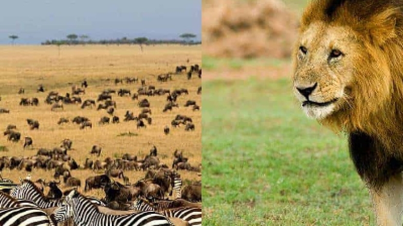 5 Days Safari Tarangire National Park, Serengeti National Park and Ngorongoro Crater 3