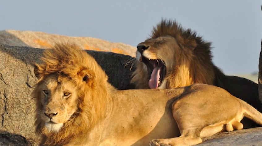 5 Days Tarangire National Park, Serengeti National Park, Ngorongoro Crater and Lake Manyara National Park 5 Days Tarangire National Park, Serengeti National Park, Ngorongoro Crater and Lake Manyara National Park