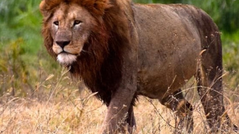5 Days Tarangire National Park, Serengeti National Park, Ngorongoro Crater and Lake Manyara National Park 2