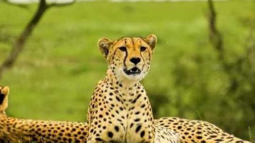 6 Days Safari Tarangire National Park, Serengeti National Park, Ngorongoro Crater and Lake Manyara 4