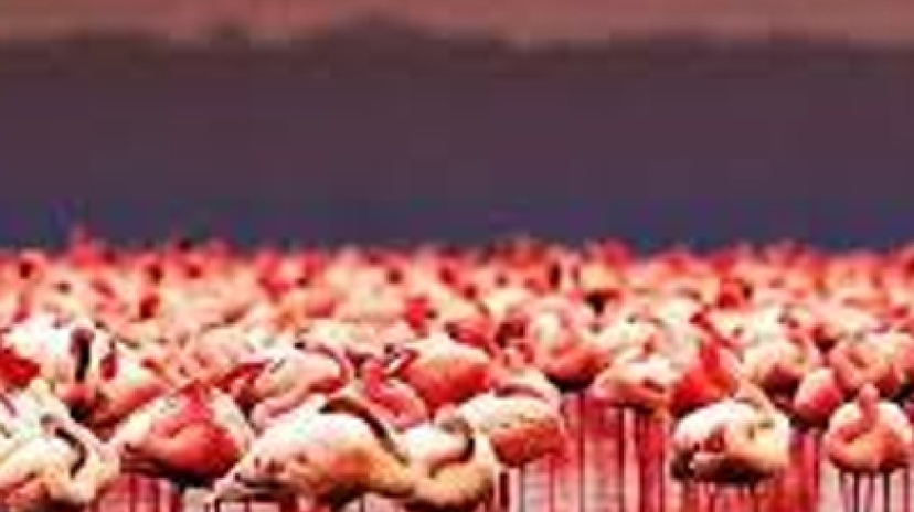 7 Days Safari Tarangire Np, Lake Natron, Serengeti Np, Ngorongoro Crater and Lake Manyara 2