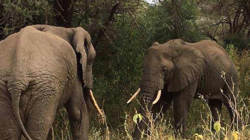 6 Days Safari - Tarangire, Serengeti, Ngorongoro Crater & Lake Manyara 1