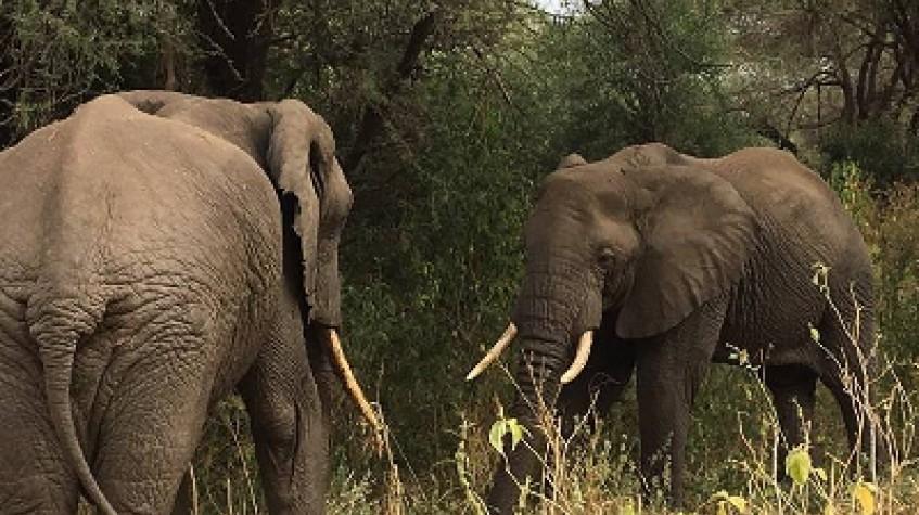 6 Days Safari - Tarangire, Serengeti, Ngorongoro Crater & Lake Manyara 6 Days Safari - Tarangire, Serengeti, Ngorongoro Crater & Lake Manyara