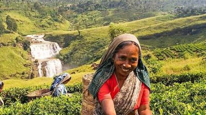 2 Days All-Inclusive Kandy and Nuwara Eliya Tour 2 Days All-Inclusive Kandy and Nuwara Eliya Tour