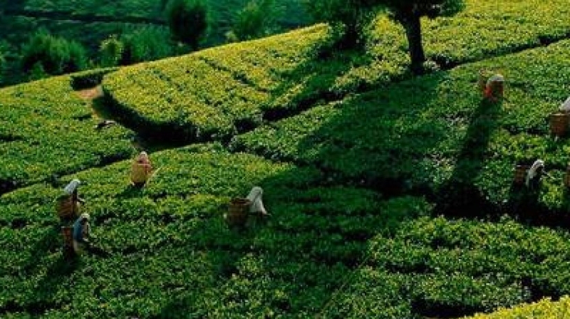 5 Days Sri Lanka Central Highlands Tour 4