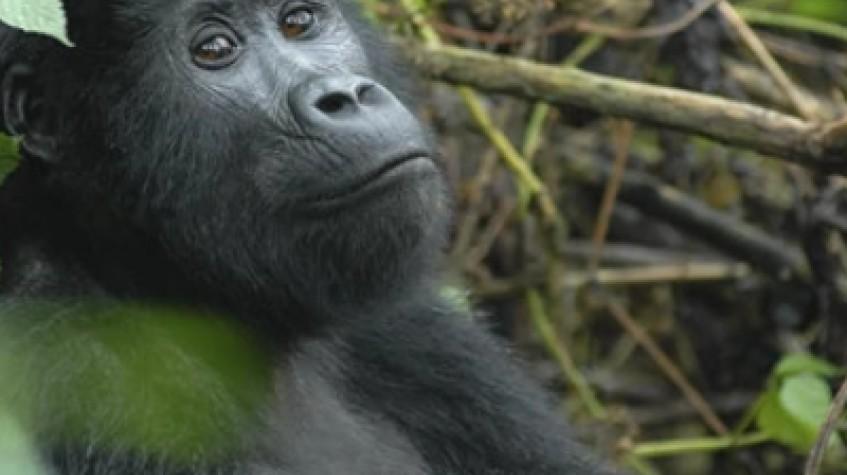 3 Days Gorilla Trekking in Bwindi 3 Days Gorilla Trekking in Bwindi
