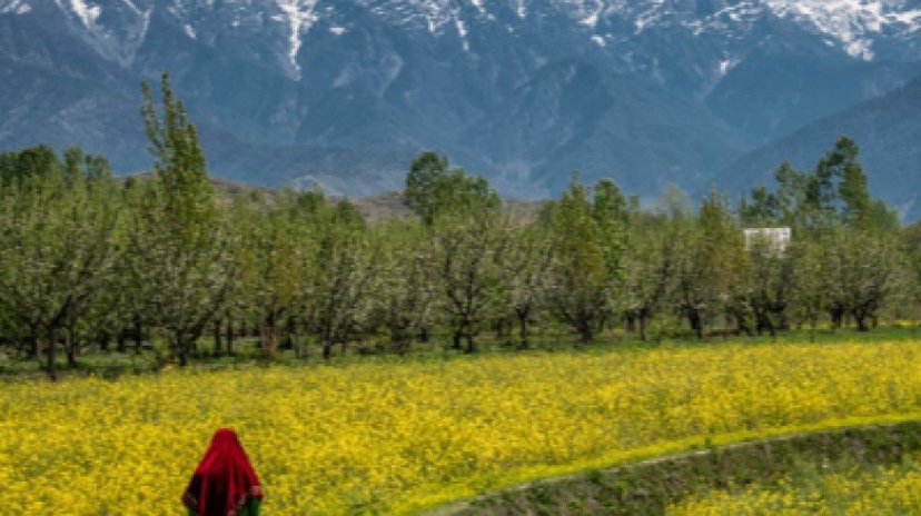Amazing Kashmir 4