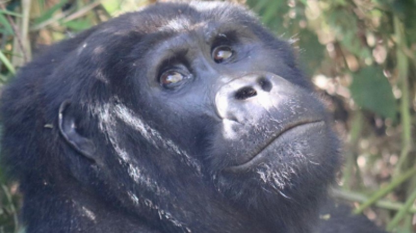 5 Days Gorillas & Chimpanzees Uganda 1