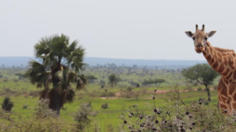 5 Days Gorillas & Chimpanzees Uganda 4