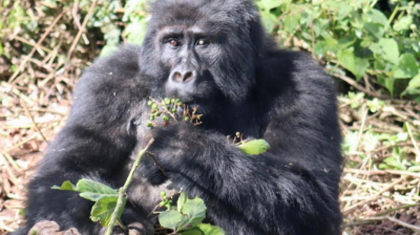 4 Days Gorillas & Chimpanzee Uganda Africa 1