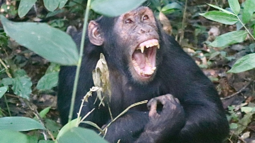 4 Days Gorillas & Chimpanzee Uganda Africa 4