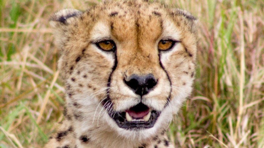 3 Days Maasai Mara Safari 1
