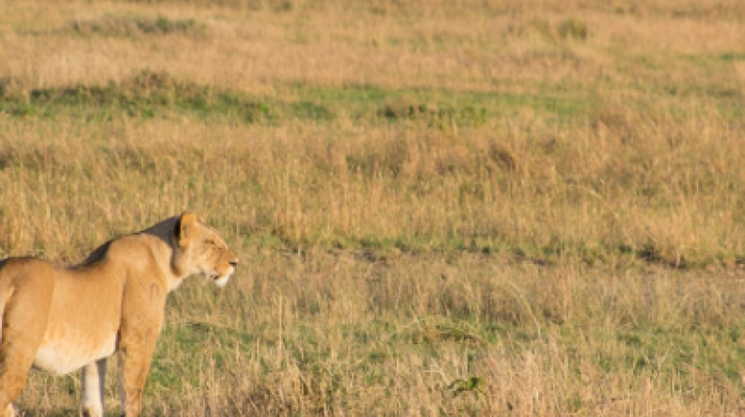 3 Days Maasai Mara Safari 4