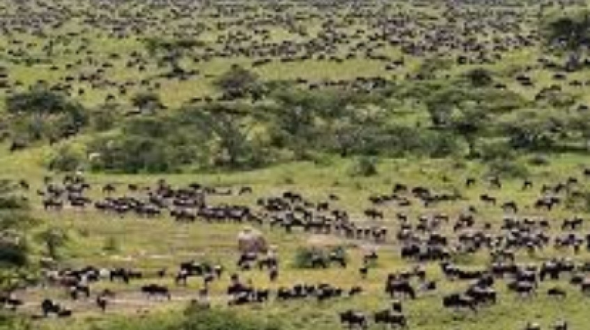 2023 Now On Going Wildebeest Migration Masai Mara Crossing Safari 1