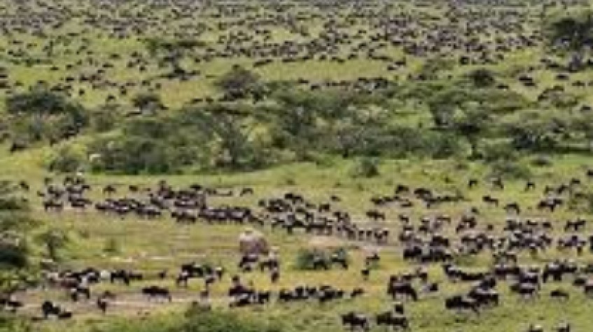 2023 Now On Going Wildebeest Migration Masai Mara Crossing Safari 1