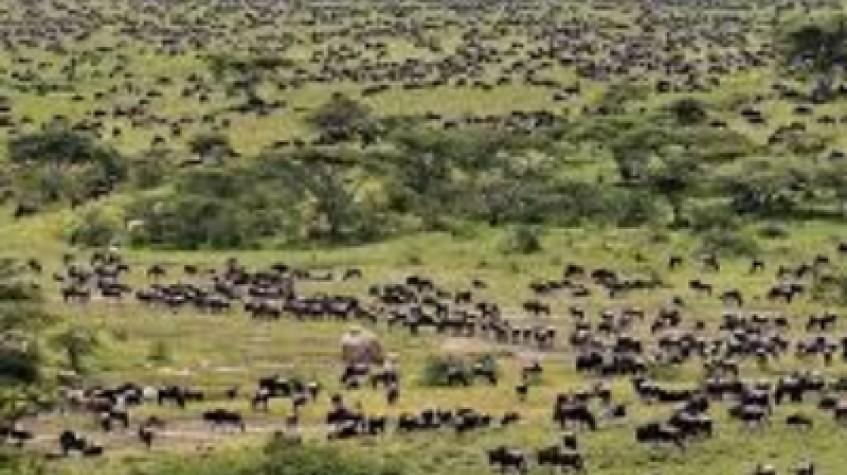 2023 Now On Going Wildebeest Migration Masai Mara Crossing Safari 2023 Now On Going Wildebeest Migration Masai Mara Crossing Safari
