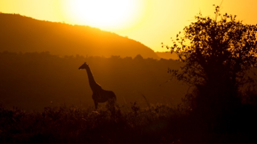 4 Days Lake Nakuru & Maasai Mara Safari 1