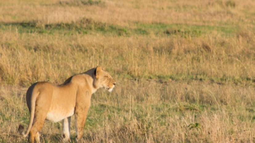 4 Days Lake Nakuru & Maasai Mara Safari 2