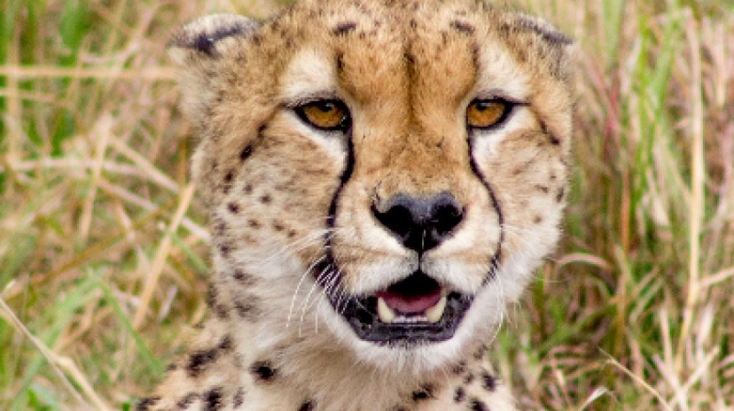 4 Days Lake Nakuru & Maasai Mara Safari 3