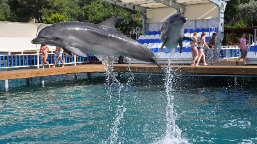 Bodrum Dolphin Show Tour Bodrum Dolphin Show Tour