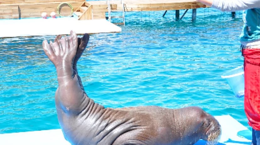 Bodrum Dolphin Show Tour 4