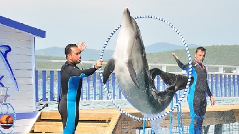 Bodrum Dolphin Show Tour 3