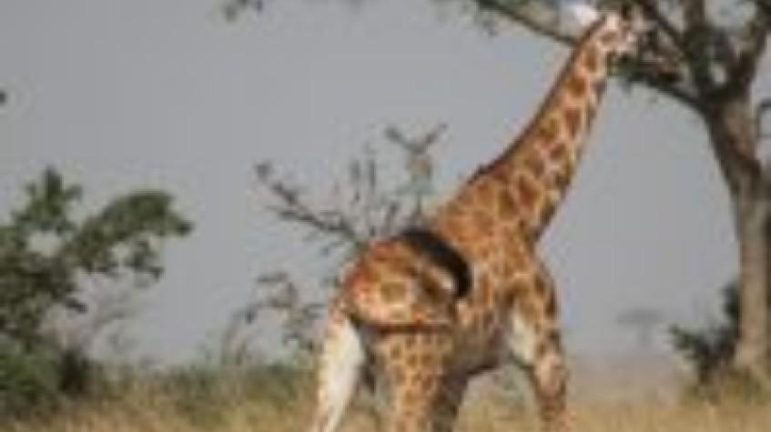 3 Days Murchison Falls Safari 3 Days Murchison Falls Safari