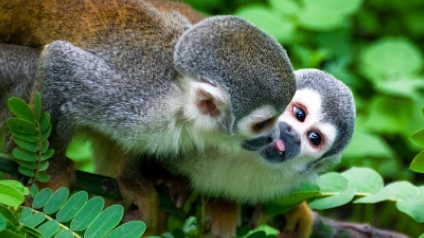 4 Days Amazon Lodge Cuyabeno Wildlife Reserve 1