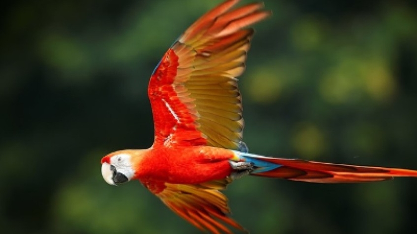 4 Days Amazon Lodge Cuyabeno Wildlife Reserve 2