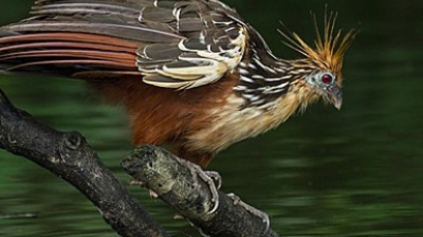 4 Days Amazon Lodge Cuyabeno Wildlife Reserve 4