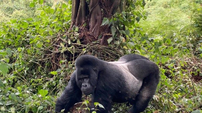15Days Discover Uganda 1