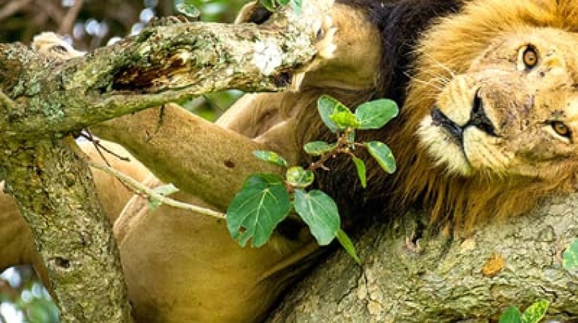 15Days Discover Uganda 2