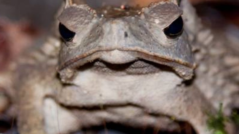 La Selva Amazon Lodge 4 Days Tour 4