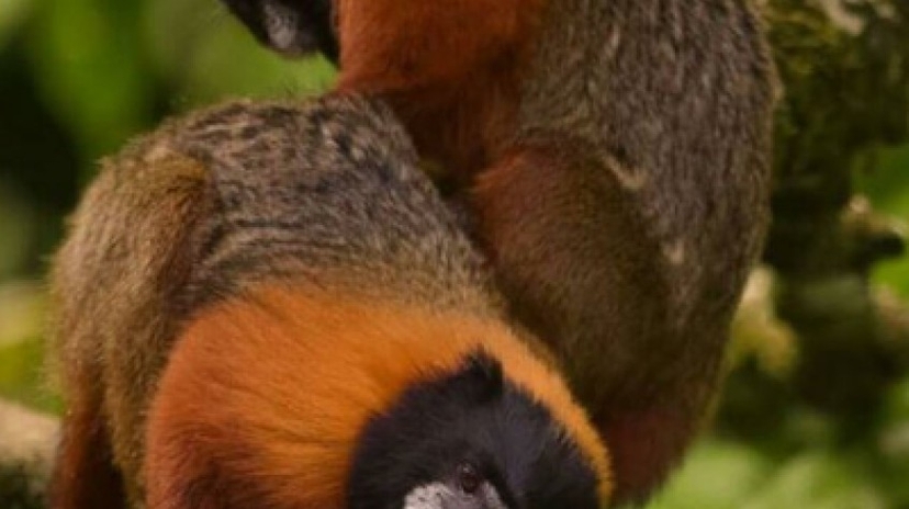 5 Days Cultural Yasuni Jungle Tour 4