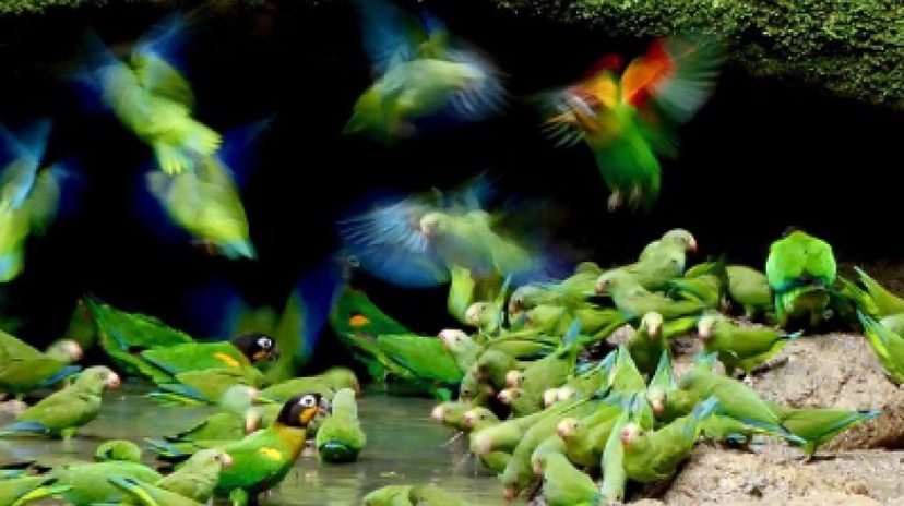 5 Days Cultural Yasuni Jungle Tour 2